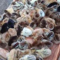 ۷۴عدد جوجه مرغ ۵روزه