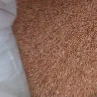 گندم مهرگان بوجاری شده