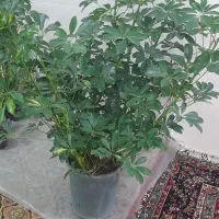 گل طبیعی|گل و گیاه طبیعی|آشخانه, |دیوار