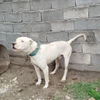 سگ داگوآرژانتینو شکاری