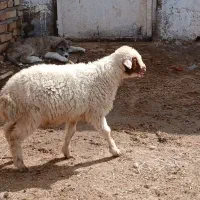 بزغاله نر و بره نر