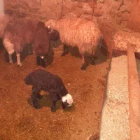 دو راس میش افشاری زاییده جوان|حیوانات مزرعه|شیدا, |دیوار