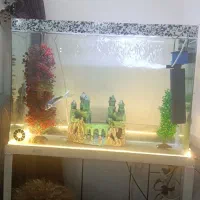 اکواریوم|ماهی|بابا حیدر, |دیوار