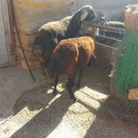 فروش بره قوچ قره غزل سبز رنگ ویک راس میش، ابستن