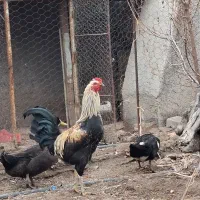 یک عدد خروس مولد دورگ کشیده و دم بلند مثل طاووس