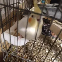 عروس هلندی|پرنده|شیراز, باغشهر اهل بیت|دیوار