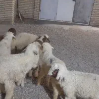 کرخه بین الهایی وسید عباس