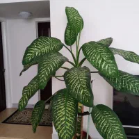 گل دیفن مادر