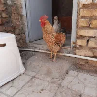 یه دونه خروس جوان 5ماهه و یه مرغ