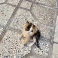 واگذاری بچه گربه بامزه