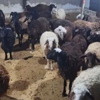 فروش بره و بزغاله