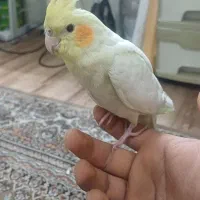 عروس هلندی ماده و رام دستی