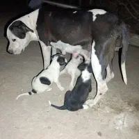 توله آمریکن استافورد(ام.استاف) ماده