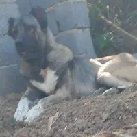 سگ سرابی‌ بی‌نظیر