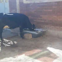 فروش گاو دو رگه