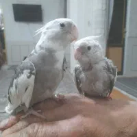 عروس هلندی ایزابلا