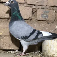 کبوتر نر پلاکی‌ مسافتی درجه یک