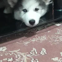 دوتا سگ نژاد هاسکی