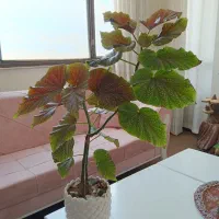 گل زیبا