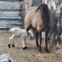 میش بره درشت . گوسفند زنده