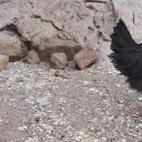 جوجه ۲۰،۰۰۰،۰۰۰