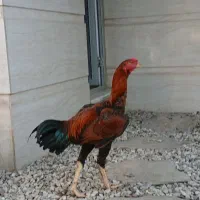خروس لاری