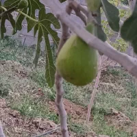 باغ|فروش زمین و ملک کلنگی|زاویه, |دیوار