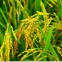 برنج علی کاظمی اعلا بدون واسطه