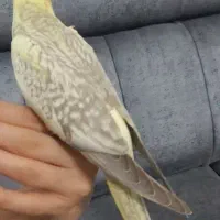 جوجه عروس هلندی|پرنده|آمل, |دیوار