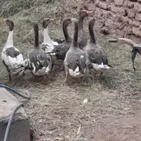 قو غاز|حیوانات مزرعه|بم, |دیوار