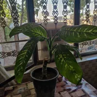 گل دیفن باخیا و تعدادی ظرف منزل