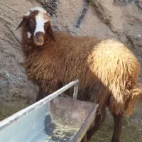 یک عدد توخلی نر درشت افشار برای توخملوخ|حیوانات مزرعه|بازرگان, |دیوار