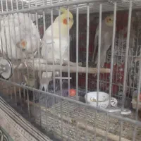 عروس هلندی