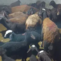 میش بره دار