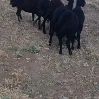 بره ماده قره قزل لخت لخت