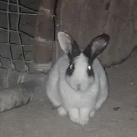 خرگوش نروماده