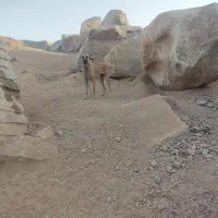 دو قلاده سگ سرابی|سگ|نهبندان, |دیوار