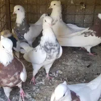 طوق هفترنگ و ریش و سینه ای