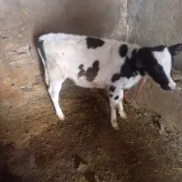 گاوگوساله|حیوانات مزرعه|بروجرد, |دیوار