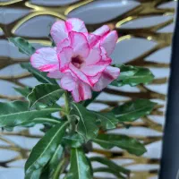 بنسای آدنیوم