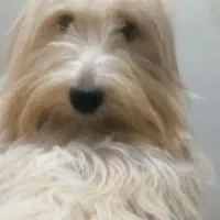 سگ پاکوتاه شیتزو