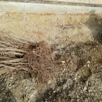 نهال انگور|گل و گیاه طبیعی|مریوان, |دیوار