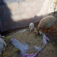 گوسفند بز کهره محلی جملزا|حیوانات مزرعه|کرمان, |دیوار