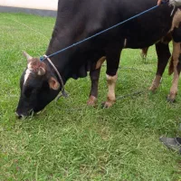 فروش گاو نر محلی|حیوانات مزرعه|طاهرگوراب, |دیوار