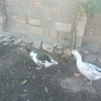 دوعددغازجوان معاوضه