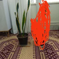 گل سانسوریا لب طلایی