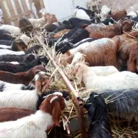 دام سبک|حیوانات مزرعه|مشهد, كنويست|دیوار