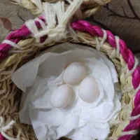 تخم عروس هلندی