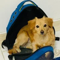 گمشده سگ گلدن میکس