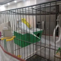 مرغ عشق جفت باقفس وسایل